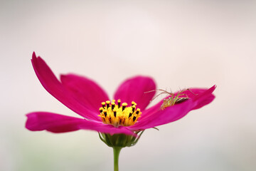 Close up pink mexican aster flower or cosmos bipinnatus blooming  in garden with  insect on background