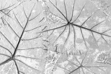 Grey leaf print texture on concrete floor close up background