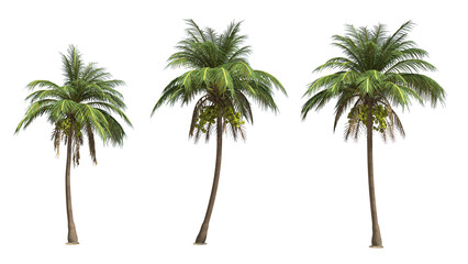 Coconut palm tree on transparency background . - obrazy, fototapety, plakaty