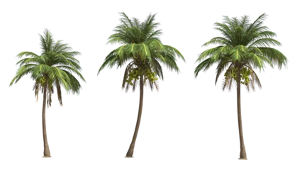Foto op Plexiglas Coconut palm tree on transparency background . © Dan