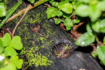 Old charred stump with eyes and mouth in the forest