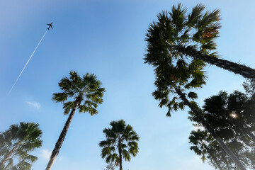 Group of silhouette palm trees on freshness tropical beautiful clear summer blue sky and flying aircraft background. Image use for travel business and meteorology forecast background. - 772709372