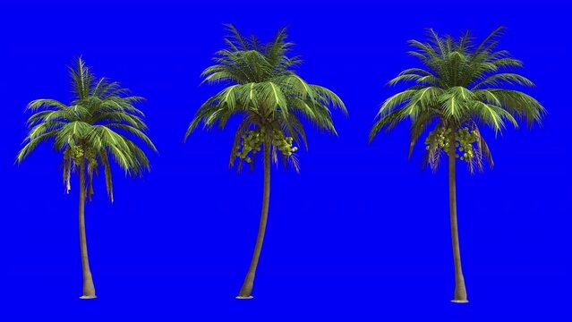Looping  coconut palm tree 3d animation rendering on blue screen background . Palm tree blowing in the wind,