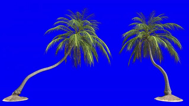 Looping tilted coconut palm tree 3d animation rendering on blue screen background . Palm tree blowing in the wind,