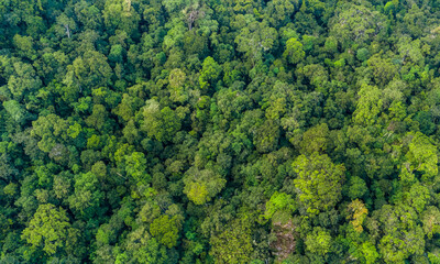 Naklejka premium Drone view of lush, green, rain forest landscape.
