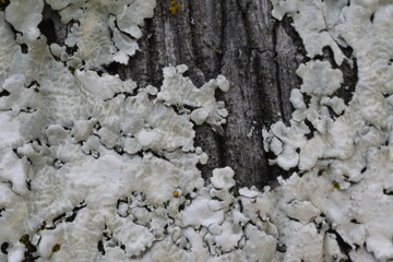 mushrooms on a tree and wood texture of trunk