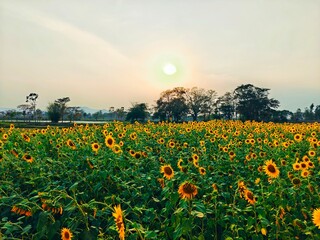 sunset in the field