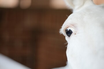 portrait of a white horse