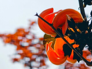 Close-up View Of Sacred Flower During Summer Time 