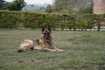 german shepherd dog on grass