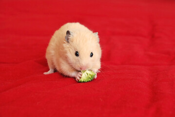Cream colored syrian hamster holding broccoli