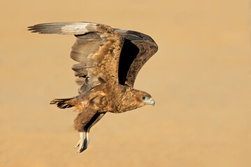 Immature bateleur eagle (Terathopius ecaudatus) in flight, Kalahari desert, South Africa.