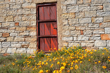 Rusted door of an old rural barn with colorful Namaqualand daisies, Northern Cape, South Africa.