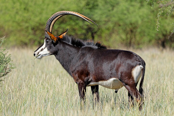 A magnificent sable antelope (Hippotragus niger) bull in natural habitat, Mokala National Park,...