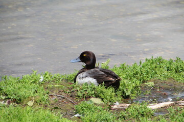 Duck Resting, William Hawrelak Park, Edmonton, Alberta
