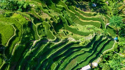 Poster Beautiful rice terraces on the island of Bali in Indonesia. Top view, aerial photography. © ArturSniezhyn