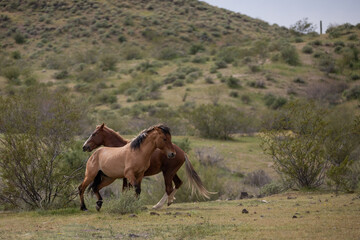 Wild horse stallions pushing while fighting in the springtime desert in the Salt River wild horse management area near Mesa Arizona United States