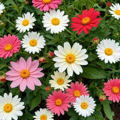 Cluster of pink and white daisy flowers in full bloom brings a touch of summer beauty to the garden