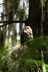 Barred Owl