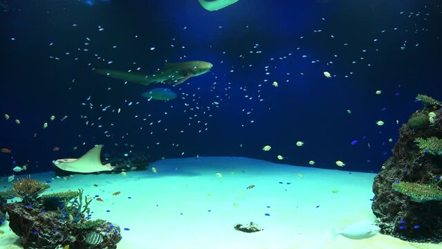 The Zebra Shark, Flapnose Ray, and many tropical fish swimming underwater in the aquarium in Japan. Close up shot of Stegostoma Fasciatum. 4K