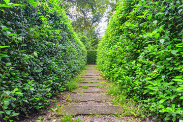 Pathway through hedge maze. Inside view of garden labyrinth - 772726166