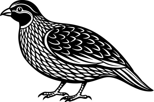 black and white quail bird standing clip art preview