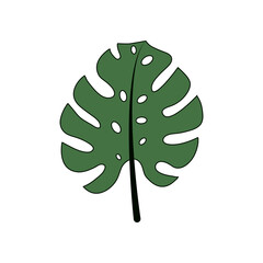 Monstera Tropical Leaf