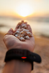 the girl shows shells on her palm. collection of shells. girl's hand with shells close-up.