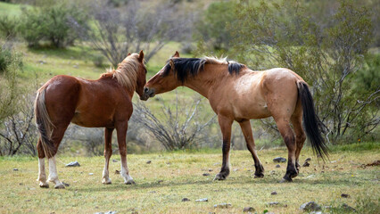 Tensions between wild horse stallions about to fight in the Salt River wild horse management area near Mesa Arizona United States