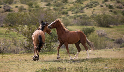 Running wild horse stallions fighting in the springtime desert in the Salt River wild horse management area near Mesa Arizona United States