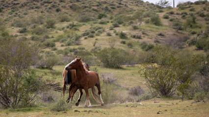 Wild horse stallions fighting in the springtime desert in the Salt River wild horse management area near Mesa Arizona United States