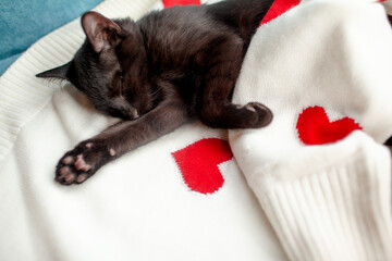 A black kitten rests on a knotted white blanket in a red heart. Close-up of the paws