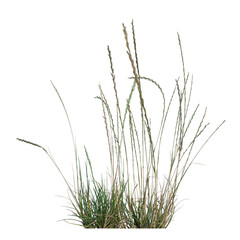 Clear Natural Grass Element