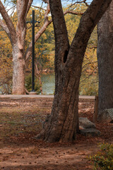 tree in autumn