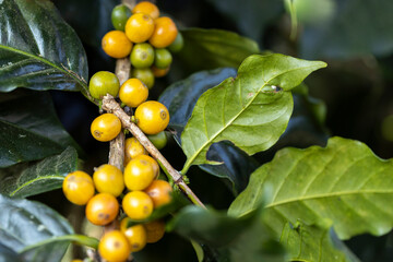 coffee berries by agriculture. Coffee beans ripening on the tree in North of Thailand - 772742907