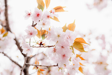 blossom in spring - 772742914