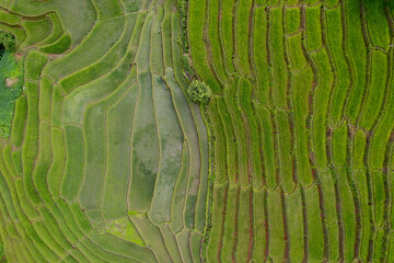  Terraced rice field at Mae Cham Chiangmai Northern Thailand