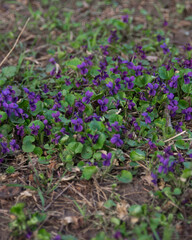Wild forest violets in bloom, selective focus
