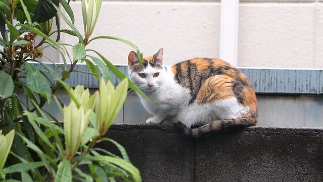 コンクリートの塀の上に座る野良猫