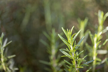 Fresh Rosemary Herb grow outdoor. Rosemary leaves Close-up. - 772743717