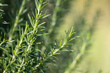 Fresh Rosemary Herb grow outdoor. Rosemary leaves Close-up. - 772743737