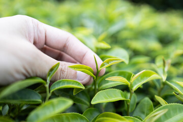 Green tea leaf in the morning, tea plantation - 772743920