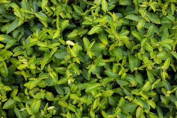 Green tea leaf in the morning, tea plantation - 772743946