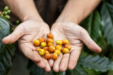 coffee berries by agriculture. Coffee beans ripening on the tree in North of Thailand - 772744305