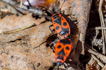 Group of firebugs (Pyrrhocoris apterus)