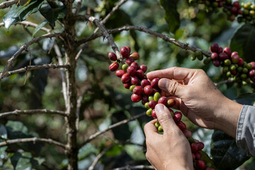 coffee berries by agriculture. Coffee beans ripening on the tree in North of Thailand - 772744340