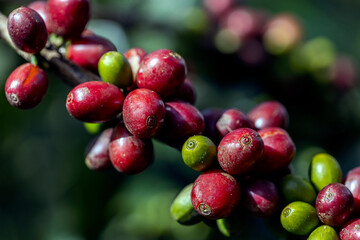 coffee berries by agriculture. Coffee beans ripening on the tree in North of Thailand - 772744522