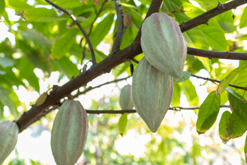 Cacao tree with cacao pods in a organic farm. - 772744721