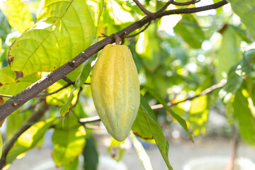 Cacao Tree (Theobroma cacao). Organic cocoa fruit pods in nature. - 772744742