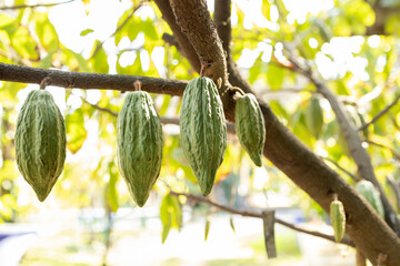 Cacao tree with cacao pods in a organic farm. - 772744786